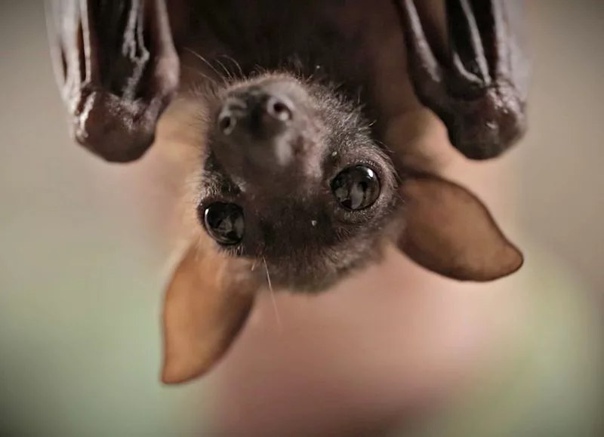 Screamingbat